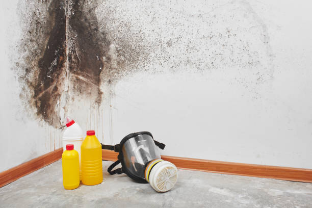 Best Bathroom Mold Remediation in Citrus Park, FL