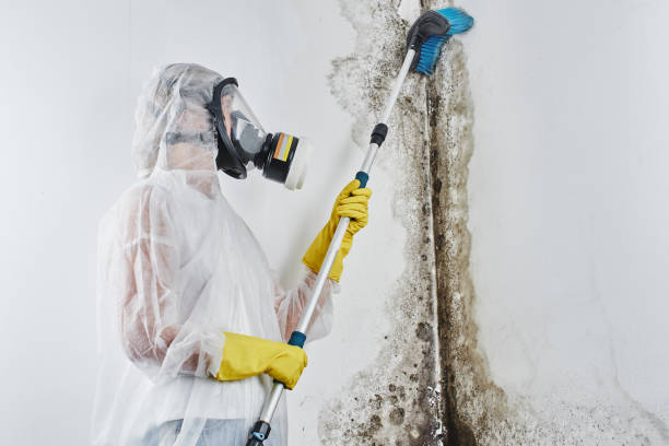 Best Industrial Mold Remediation in Citrus Park, FL