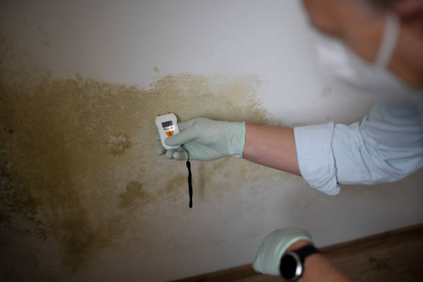 Best Emergency Mold Remediation in Citrus Park, FL