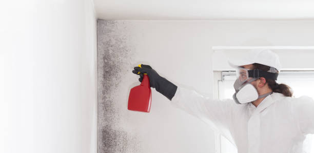 Best Insurance-Related Mold Remediation in Citrus Park, FL