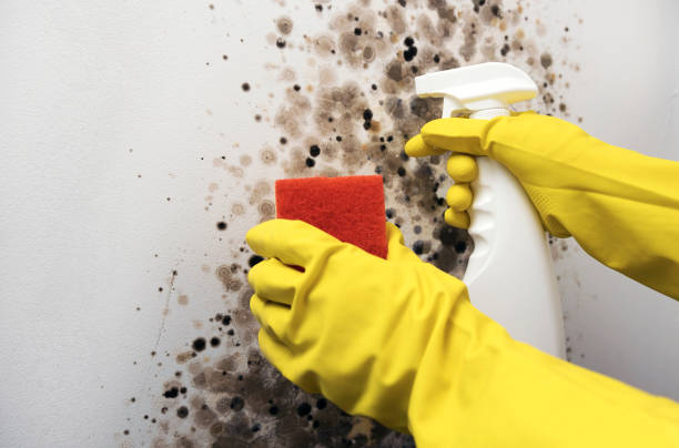 Best Crawl Space Mold Remediation in Citrus Park, FL