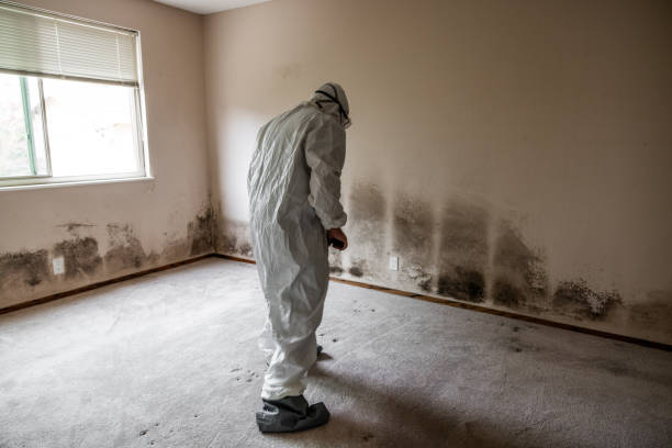 Best White Mold Remediation in Citrus Park, FL