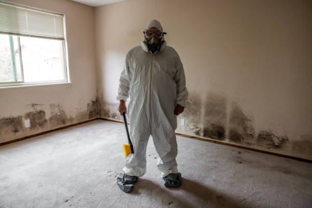 Best Residential Mold Remediation in Citrus Park, FL