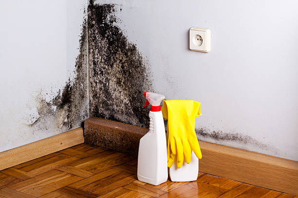 Best Residential Mold Remediation in Citrus Park, FL