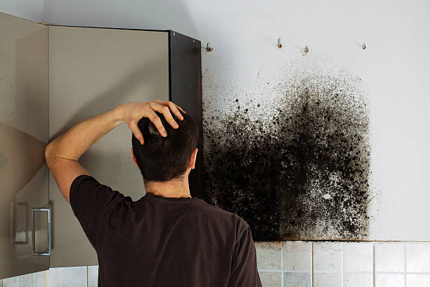 Best Residential Mold Remediation in Citrus Park, FL