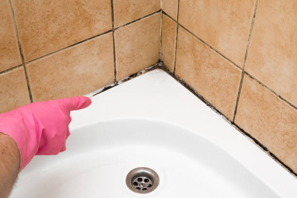 Best Industrial Mold Remediation in Citrus Park, FL